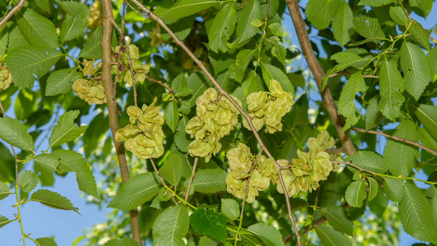 Ulmus x hollandica 'Pioneer' flowers