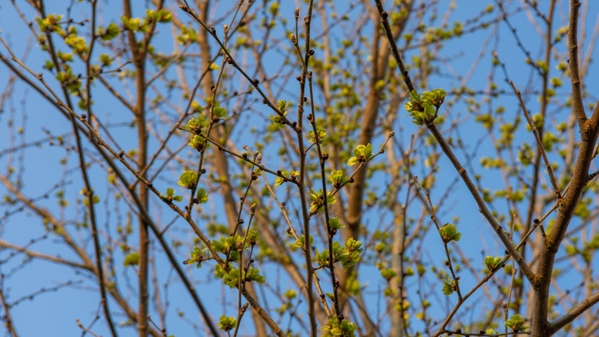Ulmus x hollandica 'Pioneer' flowers
