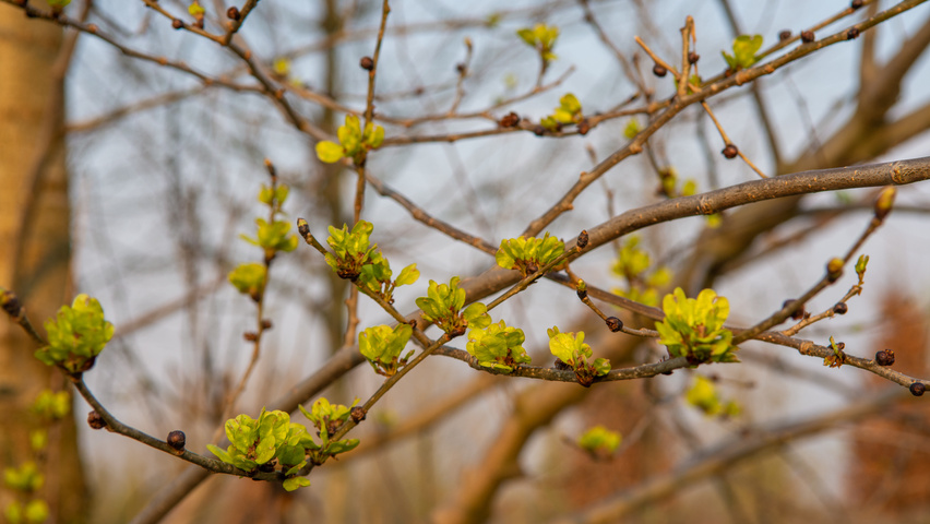 Ulmus x hollandica 'Pioneer' flowers