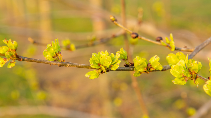 Ulmus x hollandica 'Pioneer' flowers