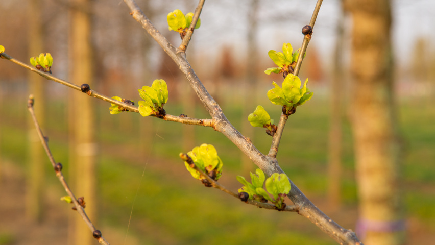 Ulmus x hollandica 'Pioneer' flowers