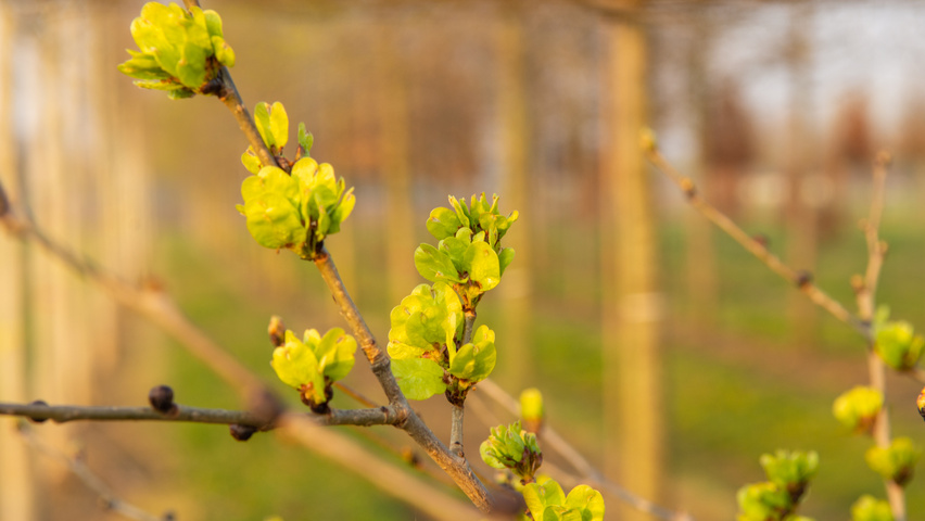 Ulmus x hollandica 'Pioneer' flowers