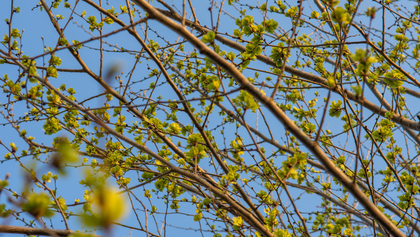 Ulmus x hollandica 'Pioneer' flowers