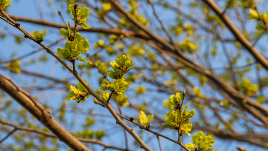 Ulmus x hollandica 'Pioneer' flowers