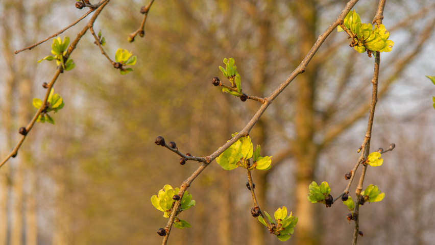 Ulmus x hollandica 'Pioneer' flowers