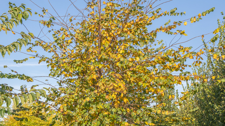 Ulmus x hollandica 'Pioneer' standard tree
