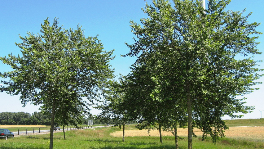 Ulmus x hollandica 'Pioneer' standard tree