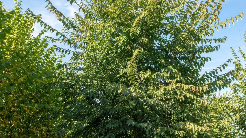 Ulmus x hollandica 'Pioneer' standard tree