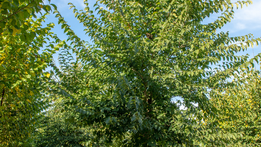 Ulmus x hollandica 'Pioneer' standard tree