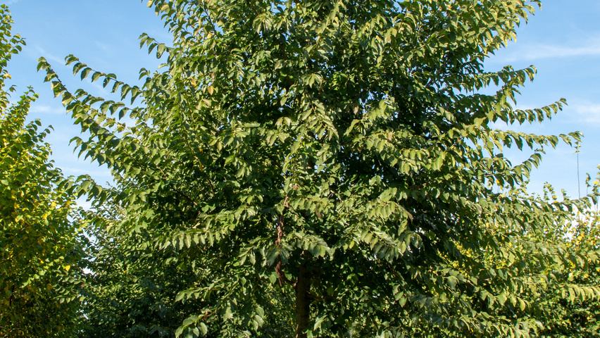 Ulmus x hollandica 'Pioneer' standard tree