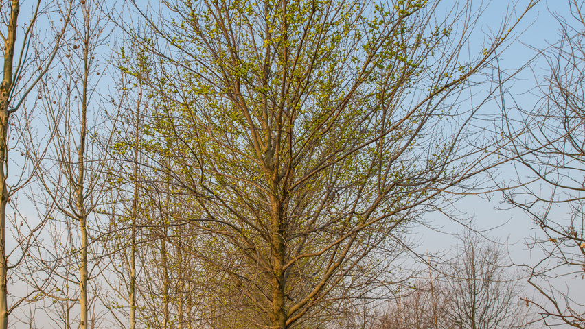 Ulmus x hollandica 'Pioneer' standard tree