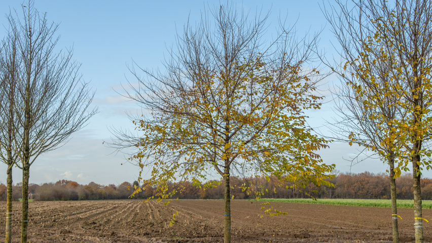 Ulmus x hollandica 'Pioneer' standard tree