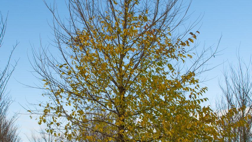 Ulmus x hollandica 'Pioneer' standard tree
