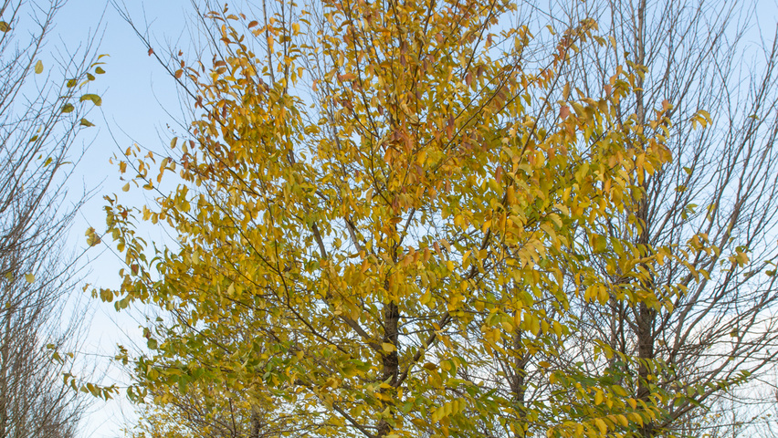 Ulmus x hollandica 'Pioneer' standard tree