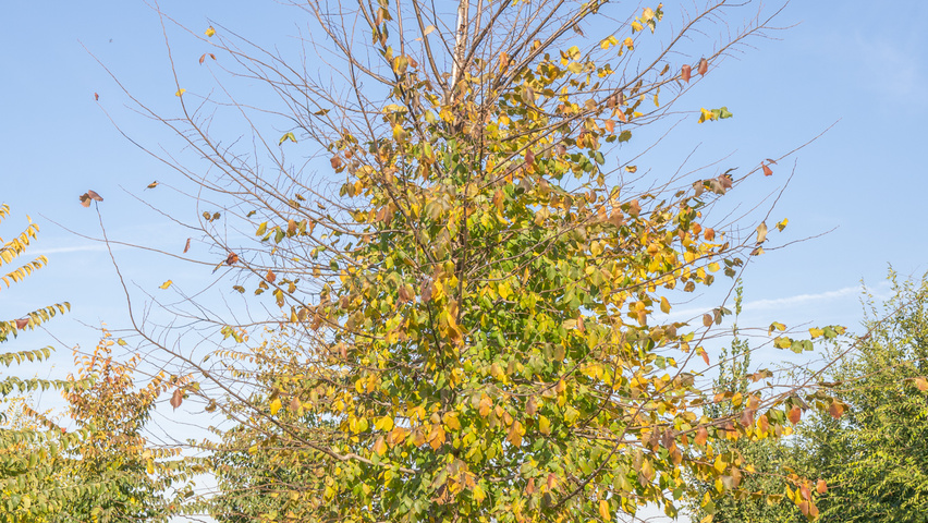 Ulmus x hollandica 'Pioneer' standard tree