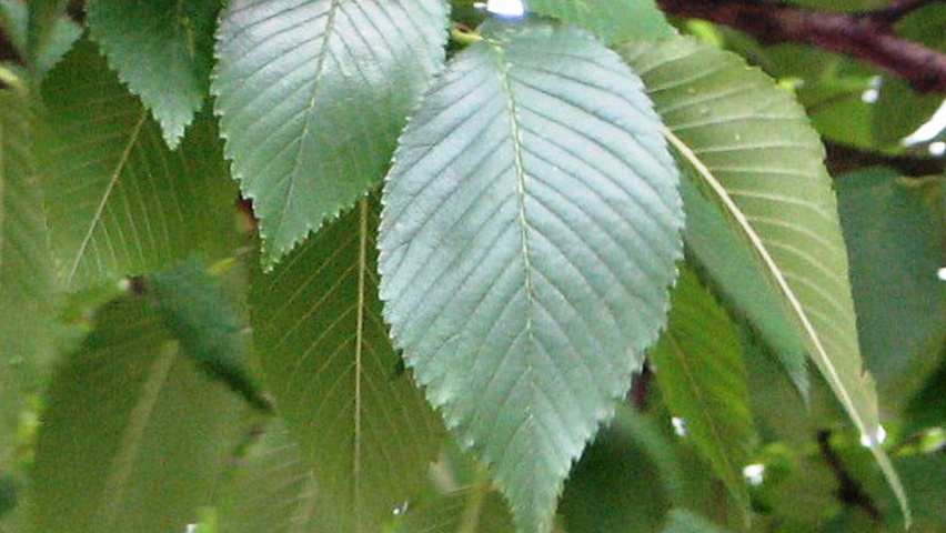 Ulmus x hollandica 'Pioneer' leaves