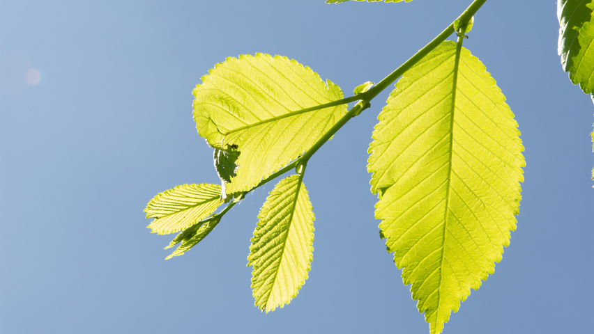 Ulmus x hollandica 'Pioneer' leaves