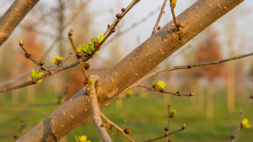 Ulmus x hollandica 'Pioneer' twigs