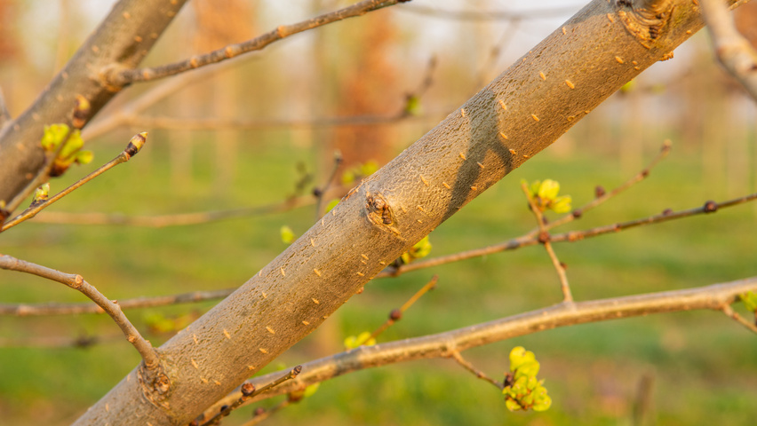 Ulmus x hollandica 'Pioneer' twigs