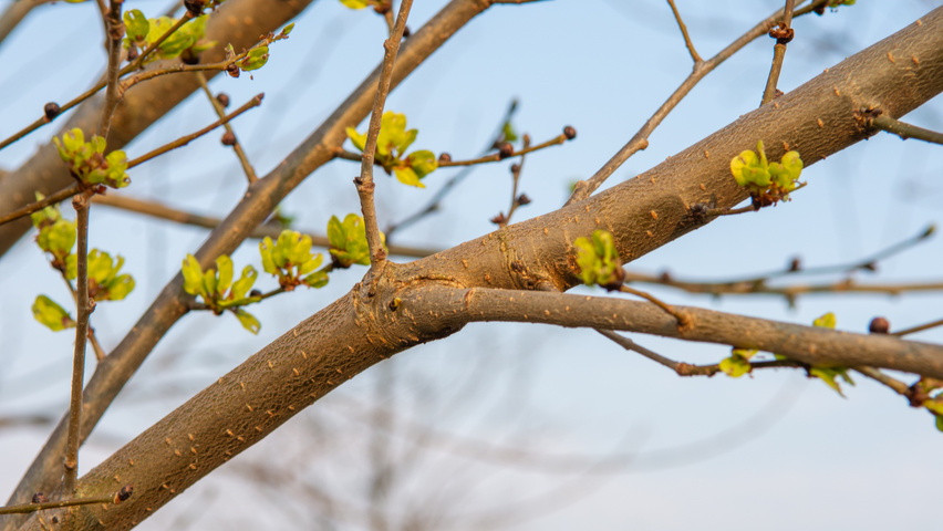 Ulmus x hollandica 'Pioneer' twigs