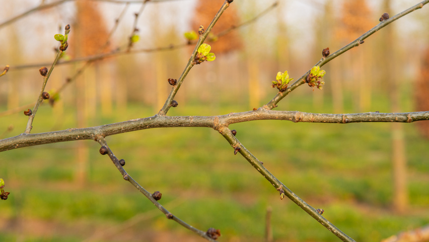 Ulmus x hollandica 'Pioneer' twigs
