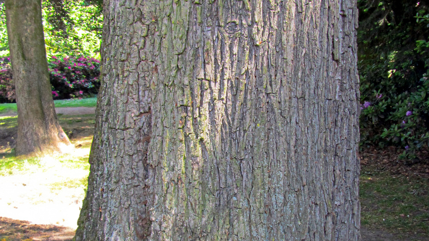 Ulmus x hollandica 'Vegeta' kora