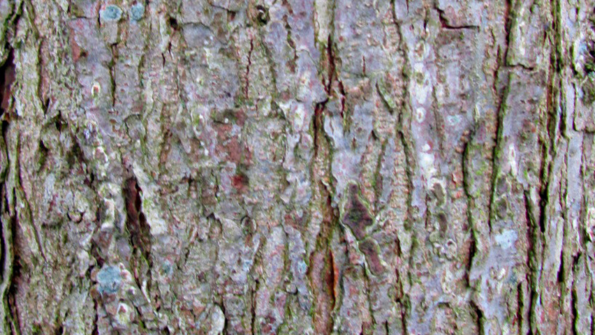 Ulmus x hollandica 'Vegeta' kora