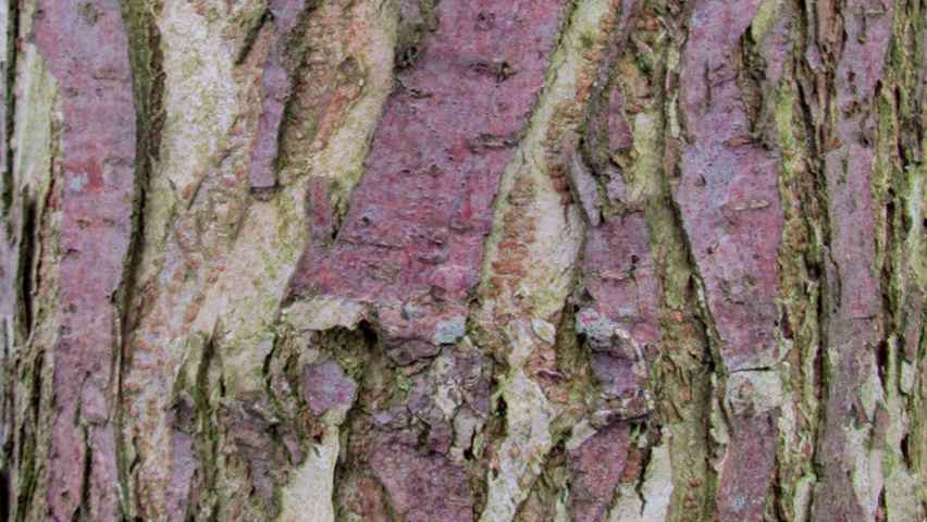 Ulmus x hollandica 'Vegeta' kora