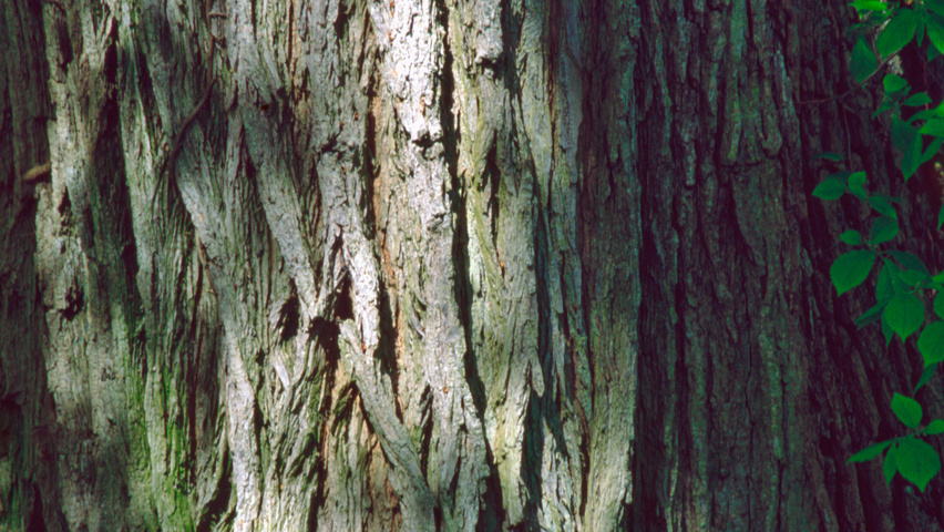 Ulmus x hollandica 'Vegeta' kora