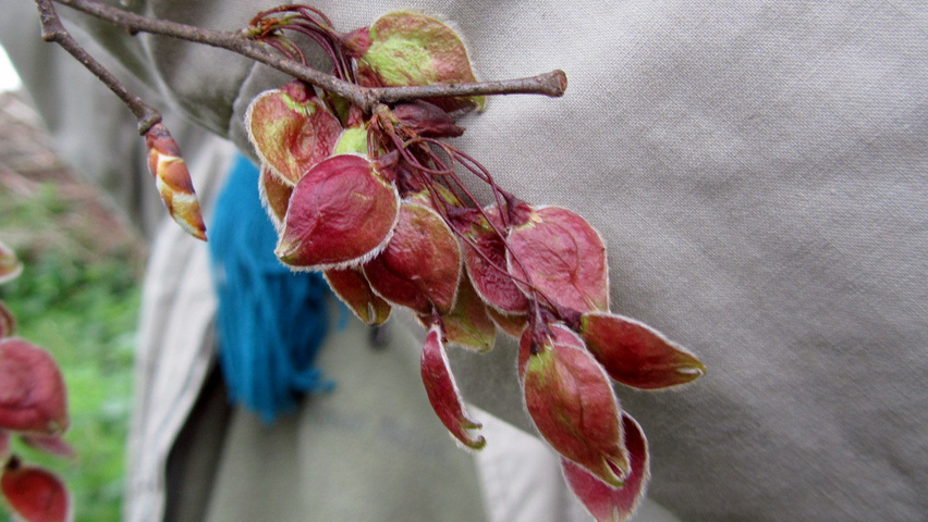 Ulmus x hollandica 'Vegeta' kwiaty