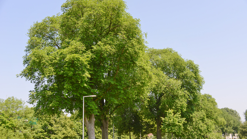 Ulmus x hollandica 'Vegeta' pienne