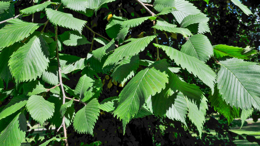 Ulmus x hollandica 'Vegeta' liście