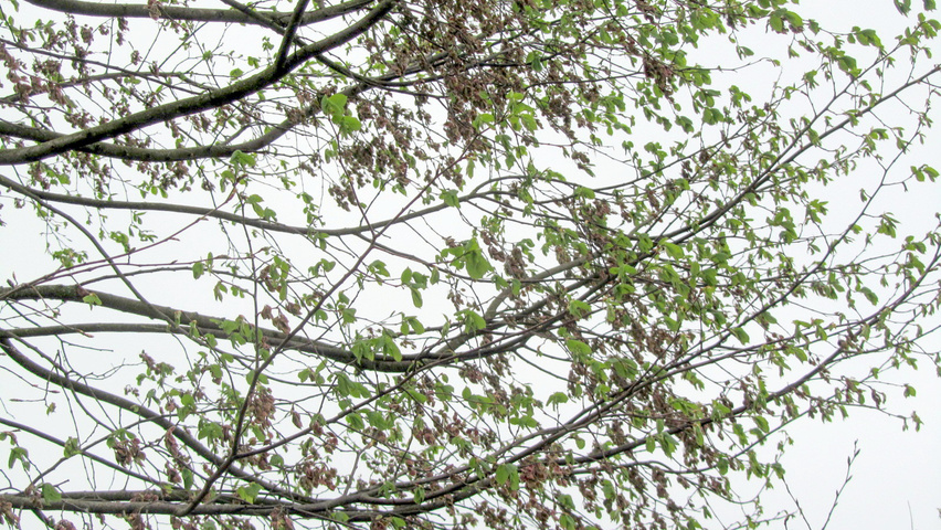 Ulmus x hollandica 'Vegeta' pędy