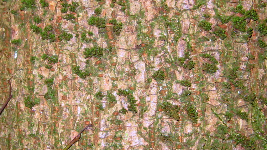 Ulmus x hollandica 'Wredei' bark