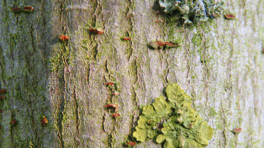 Ulmus x hollandica 'Wredei' bark