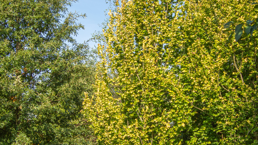 Ulmus x hollandica 'Wredei' feathered