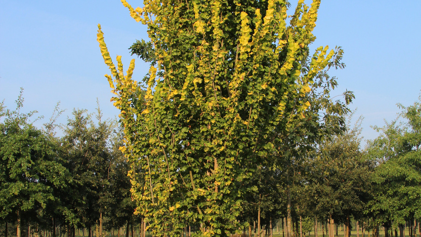 Ulmus x hollandica 'Wredei' standard tree