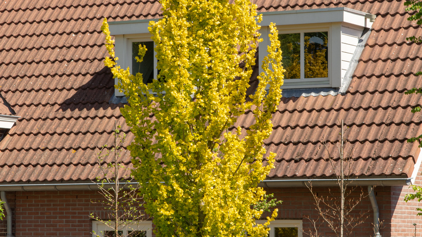 Ulmus x hollandica 'Wredei' standard tree