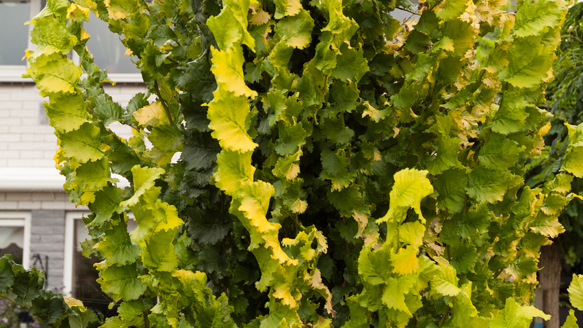 Ulmus x hollandica 'Wredei' leaves
