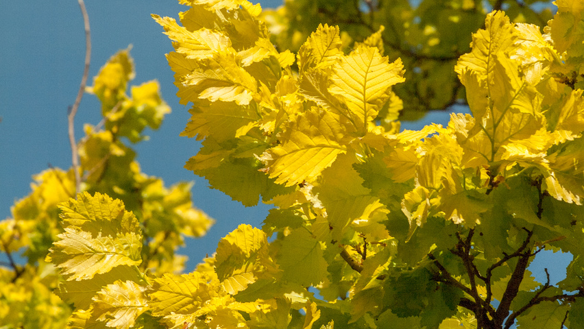 Ulmus x hollandica 'Wredei' leaves