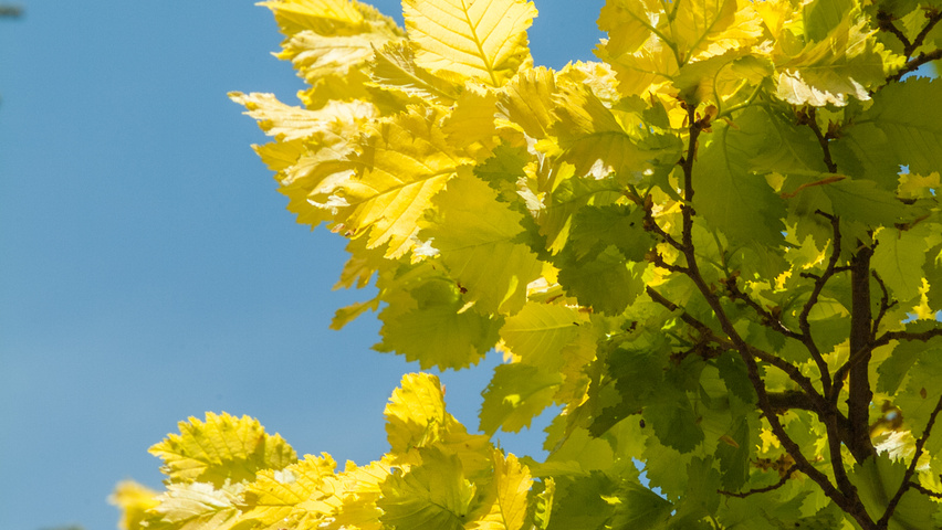 Ulmus x hollandica 'Wredei' leaves