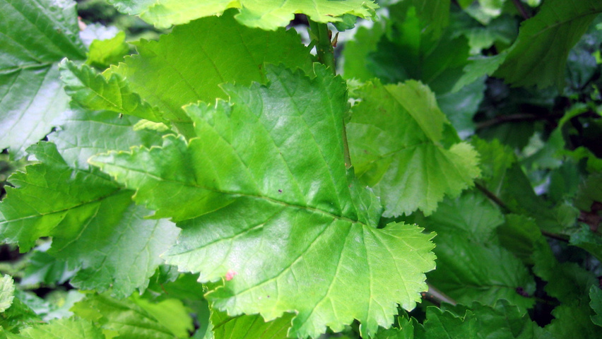 Ulmus x hollandica 'Wredei' leaves