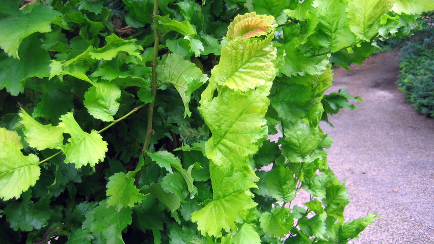 Ulmus x hollandica 'Wredei' leaves