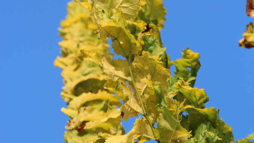 Ulmus x hollandica 'Wredei' leaves