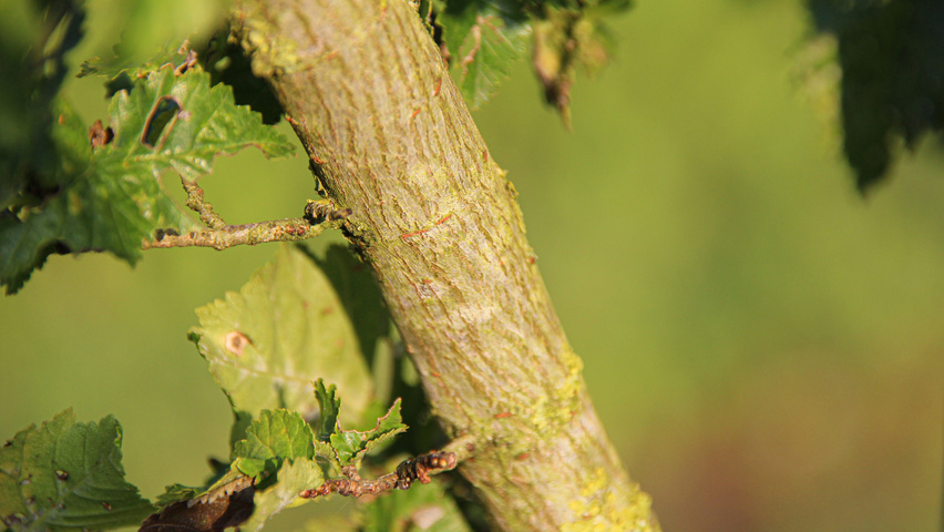 Ulmus x hollandica 'Wredei' twigs