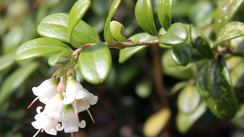 Vaccinium vitis-idaea bloem