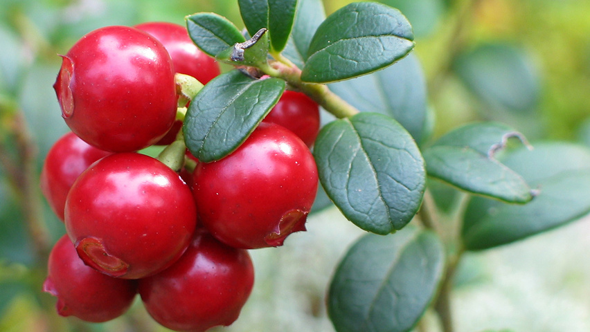 Vaccinium vitis-idaea vrucht