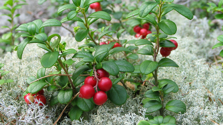 Vaccinium vitis-idaea vrucht