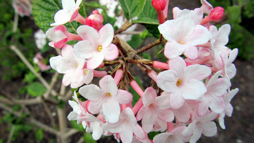 Viburnum carlesii 'Aurora' bloem