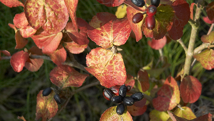 Viburnum carlesii liście jesienią
